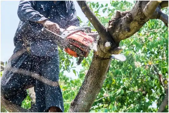 tree services Nolensville